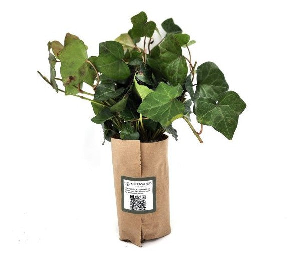 English Ivy Bare Root Image 2