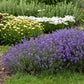 Munstead Lavender Pint Image 2