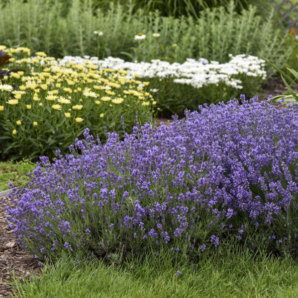 Munstead Lavender Pint Image 2