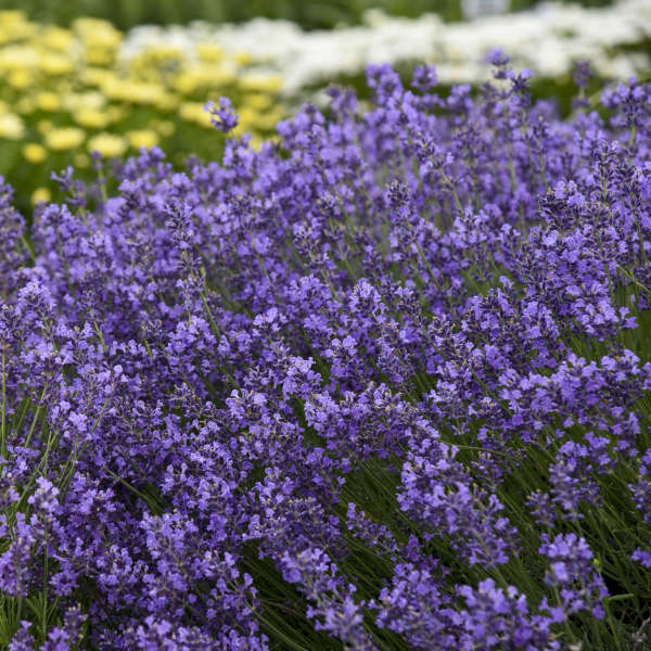 Munstead Lavender Pint Image 1