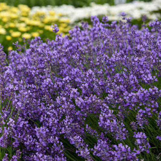 Munstead Lavender Pint Image 1