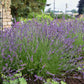 Phenomenal Lavender Image 2