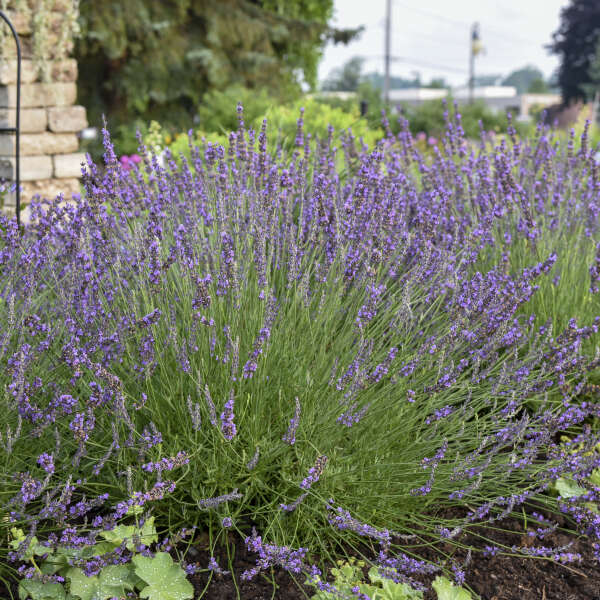 Phenomenal Lavender Image 2