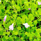 Mazus Reptans Image 2