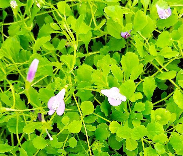 Mazus Reptans Image 2