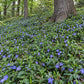 Vinca minor groundcover covering a shaded woodland slope beneath mature trees with glossy green foliage and blue periwinkle flowers.