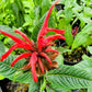 Monarda Jacob Cline Image 4