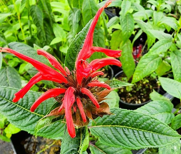 Monarda Jacob Cline Image 4