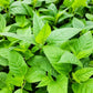 Monarda Jacob Cline Image 3