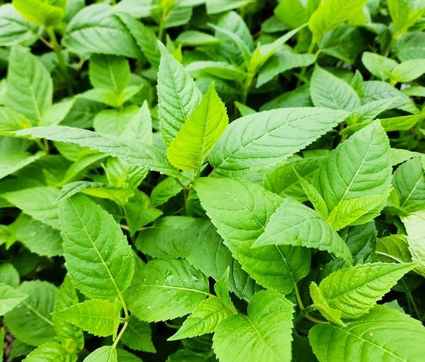 Monarda Jacob Cline Image 3