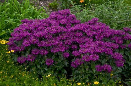 Monarda Grape Gumball Pint