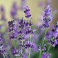 Munstead Lavender Pint Image 3