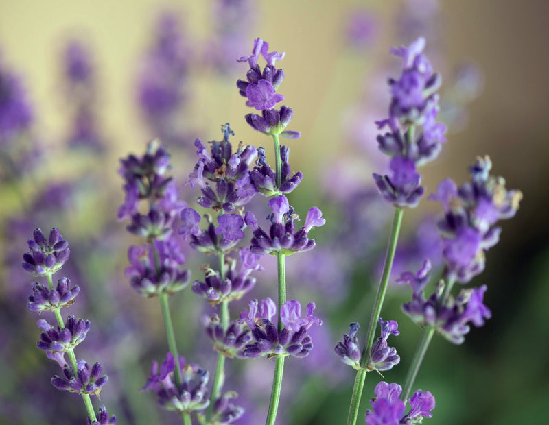 Munstead Lavender Pint Image 3