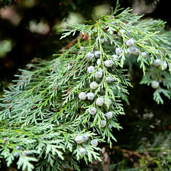 Close-up of evergreen branch with dense green needles and clusters of blue berries.
