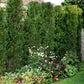 Tall evergreen shrubs forming a dense privacy hedge with flowering plants in front.
