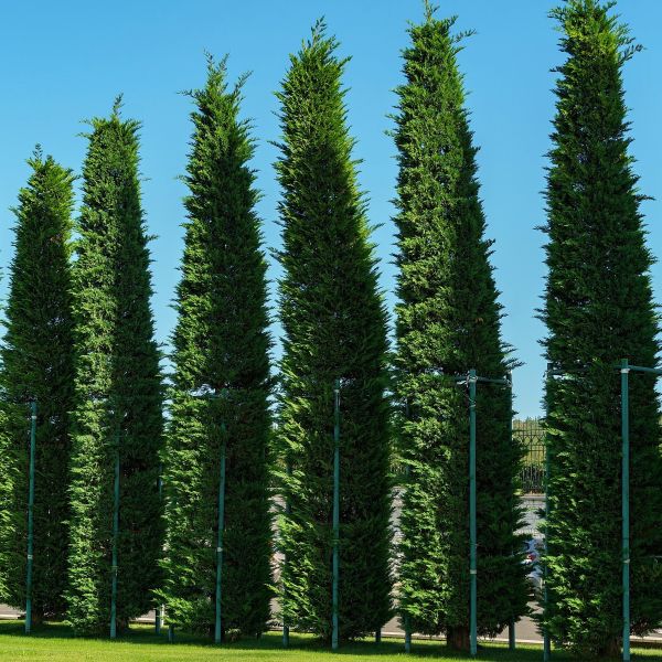 Row of tall, narrow evergreen trees planted along a lawn under a clear blue sky.