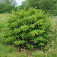 Siberian Peashrub shrub with upright branches and yellow spring flowers.


