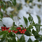 Dense Nellie Stevens Holly with dark green foliage and red winter berries forming a tall privacy screen.
