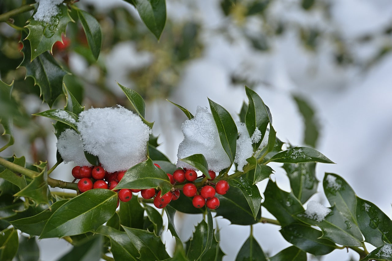 Dense Nellie Stevens Holly with dark green foliage and red winter berries forming a tall privacy screen.