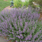 Walkers Low Nepeta Catmint Image 1
