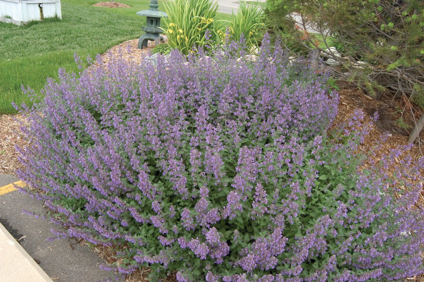 Walkers Low Nepeta Catmint Image 1