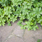 Pachysandra terminalis Ground Cover