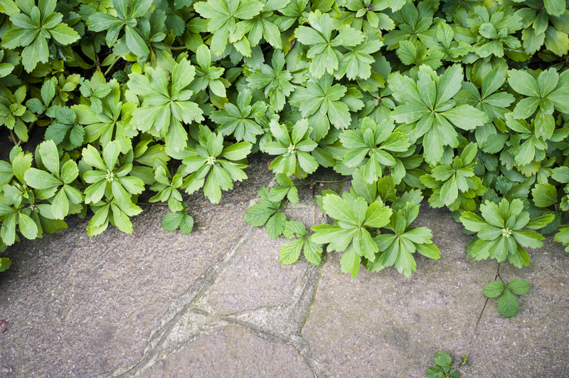 Pachysandra terminalis Ground Cover