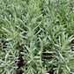 Phenomenal Lavender Image 4