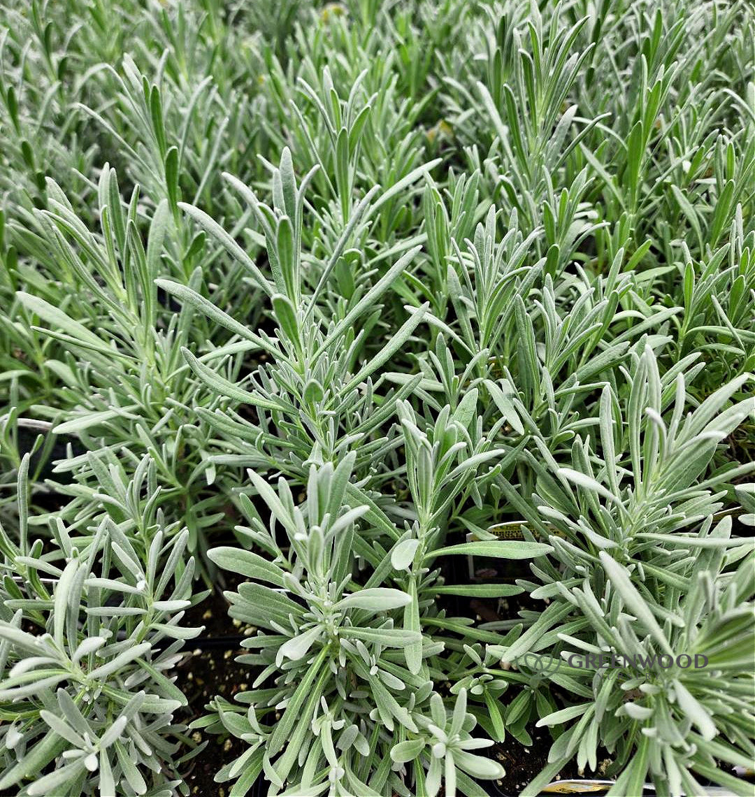 Phenomenal Lavender Image 4
