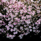 Candy Stripe Creeping Phlox with white flowers adorned with pink stripes creating a lush ground cover in a garden