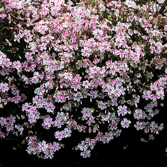 A sweeping, dense mass of Candy Stripe Creeping Phlox groundcover in full bloom, showcasing a thick blanket of bi-color pink and white striped flowers covering a garden bed