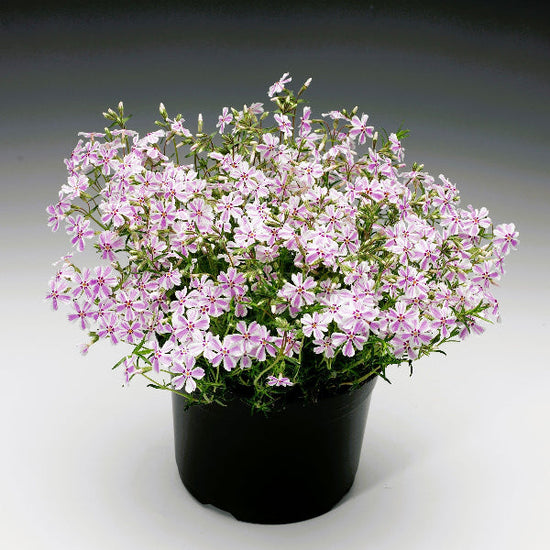 Candy Stripe Creeping Phlox with white flowers adorned with pink stripes creating a lush bouquet in a container