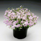 Candy Stripe Creeping Phlox with white flowers adorned with pink stripes creating a lush bouquet in a container
