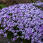 Phlox subulata Blue Emerald