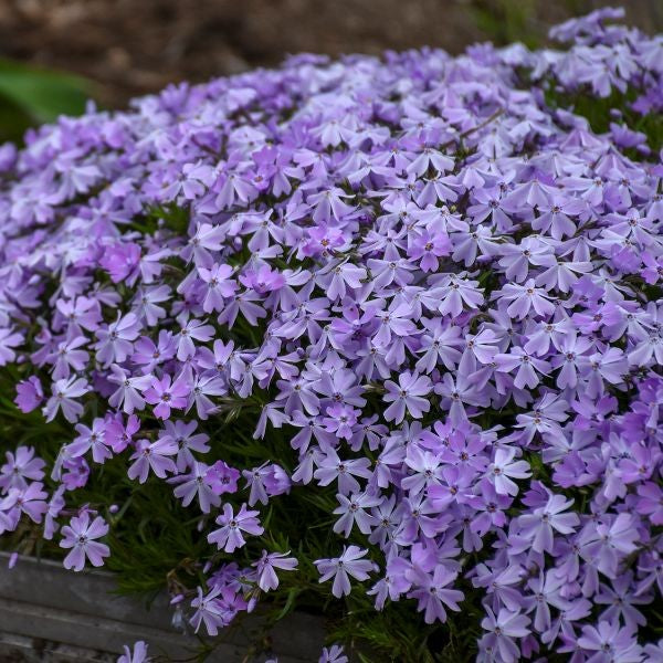 Phlox subulata Blue Emerald