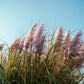 Pink Pampas Grass Pint Image 2