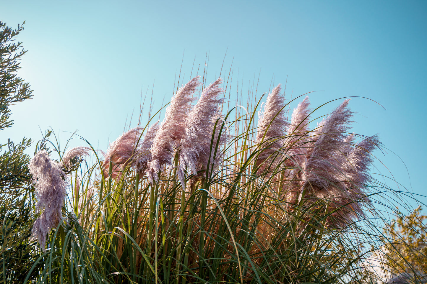 Pink Pampas Grass Pint Image 2