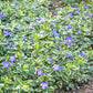Vinca minor Ralph Shugert groundcover with variegated green leaves with white borders and small violet-blue flowers"