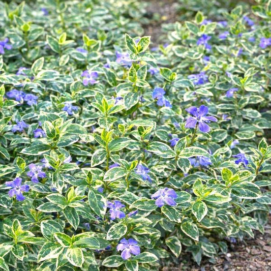 Vinca minor Ralph Shugert groundcover with variegated green leaves with white borders and small violet-blue flowers"