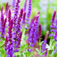 Salvia May Knight