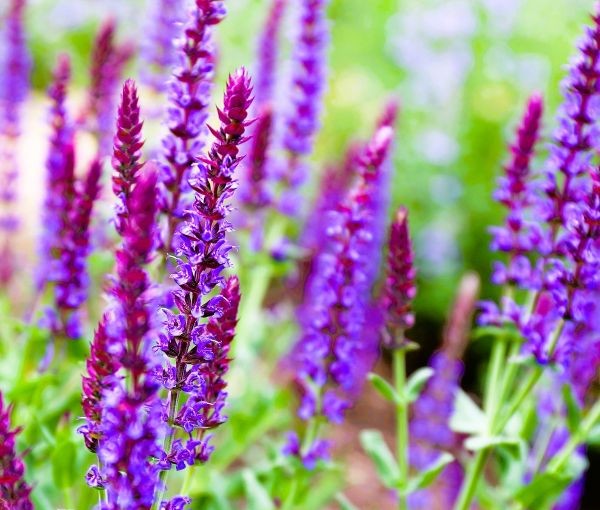 Salvia May Knight