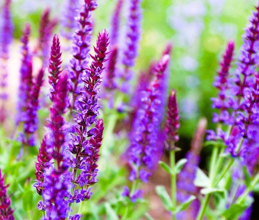 Salvia May Knight