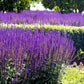 Salvia May Knight