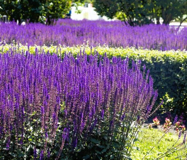 Salvia May Knight