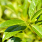 Close-up of green leaves with a blurred green background