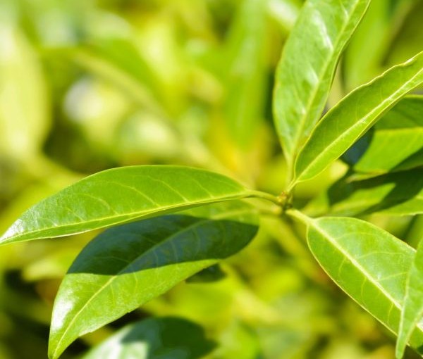 Close-up of green leaves with a blurred green background