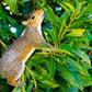 Squirrel on a branch with green leaves