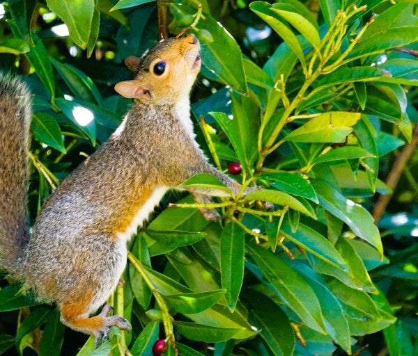 Squirrel on a branch with green leaves
