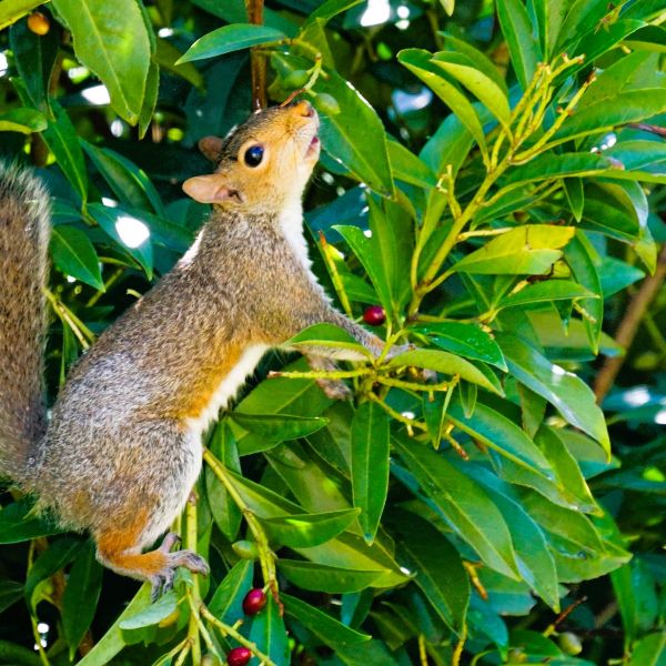Squirrel on a tree branch with green leaves and red berries
