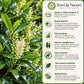 Schip Laurel quick facts showing Zones 6–9, shade tolerance, fast growth, deer resistance and evergreen privacy screening